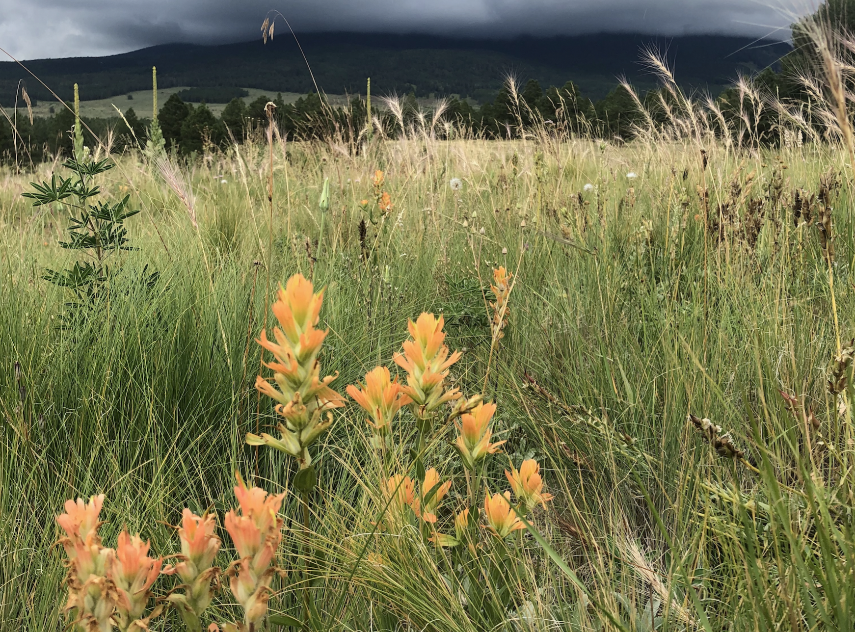 Grasses and wildflowers after a monsoon storm near the San Francisco Peaks. Photo By Annie Elko